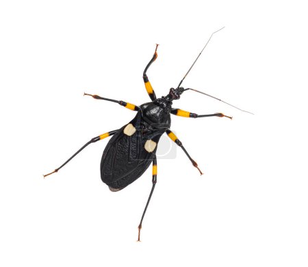 Photo for Adult two-spotted assassin bug, Platymeris biguttatus, isolated - Royalty Free Image