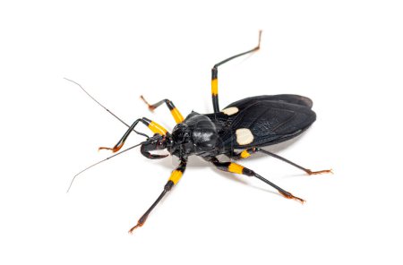 Foto de Adult two-spotted assassin bug, Platymeris biguttatus, isolated - Imagen libre de derechos