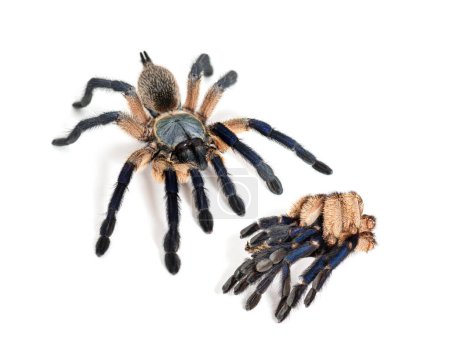 Peacock tarantula standing next to its molt, Poecilotheria metallica, isolated on white