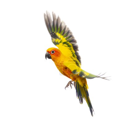 Téléchargez les photos : Perruche du soleil oiseau, Aratinga solstitialis, volant, isolé sur blanc - en image libre de droit