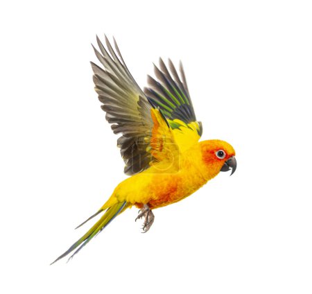Photo for Sun parakeet bird, Aratinga solstitialis, flying, isolated on white - Royalty Free Image