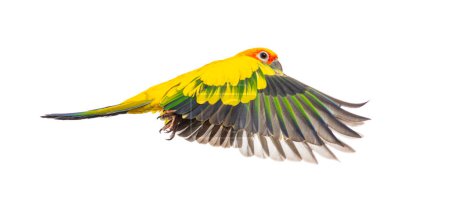 Foto de Sun parakeet bird, Aratinga solstitialis, flying wings spread, isolated on white - Imagen libre de derechos