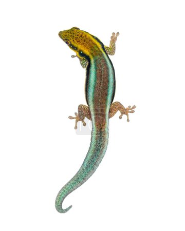 Téléchargez les photos : Vue dorsale d'un gecko à tête jaune, Phelsuma klemmeri, isolé sur blanc - en image libre de droit