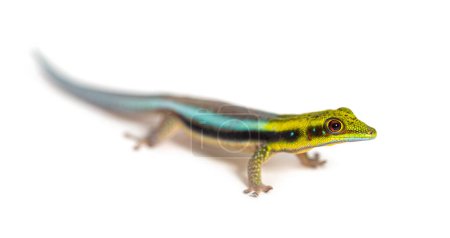 Téléchargez les photos : Vue latérale d'un gecko à tête jaune, Phelsuma klemmeri, isolé sur blanc - en image libre de droit
