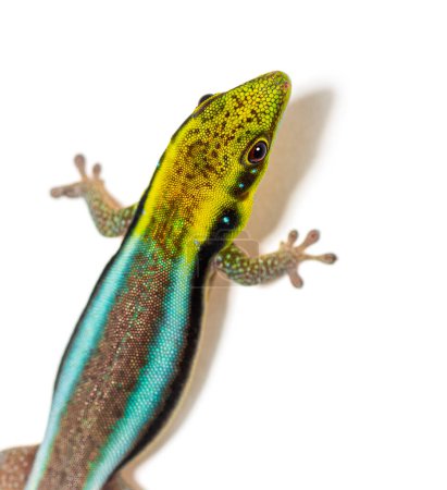 Foto de Head shot and Dorsal view of a yellow-headed day gecko, Phelsuma klemmeri, isolated on white - Imagen libre de derechos