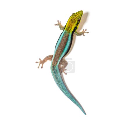 Foto de Dorsal view of a yellow-headed day gecko, Phelsuma klemmeri, isolated on white - Imagen libre de derechos
