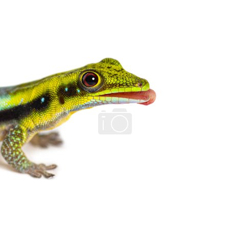 Foto de Side view of a yellow-headed day gecko tongue out licking its lips, Phelsuma klemmeri, isolated on white - Imagen libre de derechos