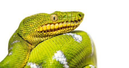 Photo for Head shot of an Adult Emerald tree boa, Corallus caninus, isolated on white - Royalty Free Image