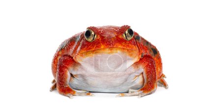 Photo for Madagascar tomato frog looking at the camera, Dyscophus antongilii, isolated on white - Royalty Free Image