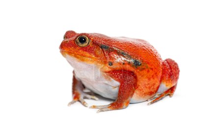 Foto de Madagascar tomato frog looking at the camera, Dyscophus antongilii, isolated on white - Imagen libre de derechos