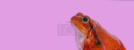 Photo for Head shot, Side view portrait of a Madagascar tomato frog, Dyscophus against purple - Royalty Free Image