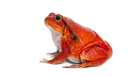 Photo for Side view portrait of a Madagascar tomato frog, Dyscophus antongilii, isolated on white - Royalty Free Image