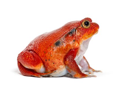 Téléchargez les photos : Portrait latéral d'une grenouille tomate de Madagascar, Dyscophus antongilii, isolée sur fond blanc - en image libre de droit