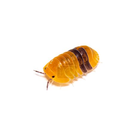 Woodlouse Amber ducky Cubaris specie, , isolated on white