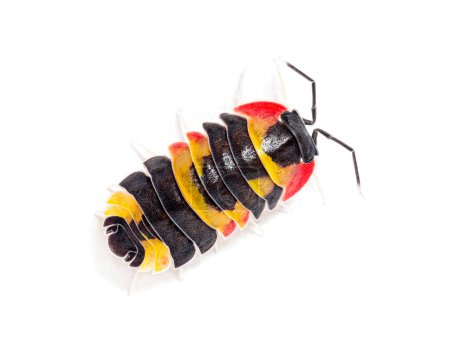 Téléchargez les photos : Vue de dessus d'un Tricolor Merulanella Specie, genre des insectes invertébrés des isopodes, isolé sur blanc - en image libre de droit