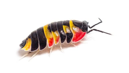 Foto de Tricolor Merulanella Specie, invertebrate bug genus of isopods, isolated on white - Imagen libre de derechos