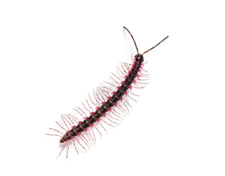 Top view of a Desmoxytes planata Millipede, isolated on white background