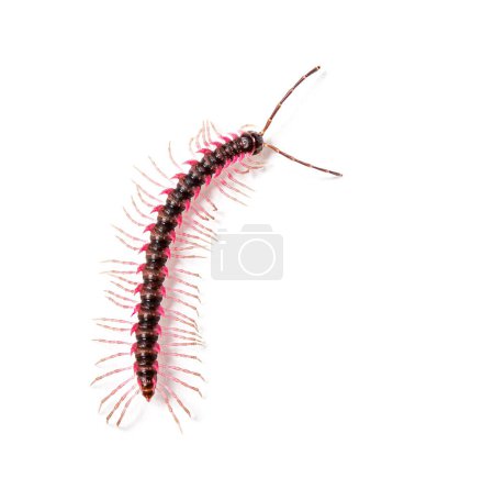 Photo for Top view of a Desmoxytes planata Millipede, isolated on white background - Royalty Free Image
