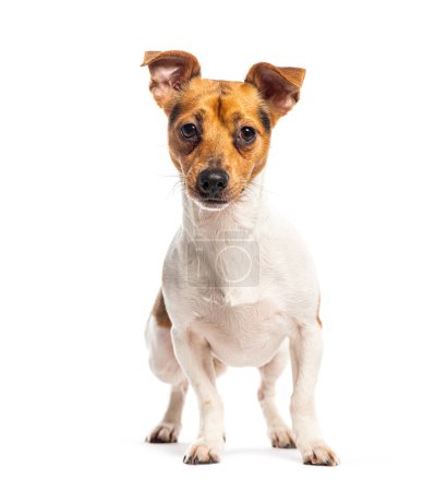 Foto de Front view of a Standing Tricolor Jack Russell Terrier looking at the camera, Isolated on white - Imagen libre de derechos