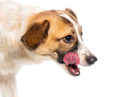 Téléchargez les photos : Portrait photo de la tête Vue de côté d'un chien Mongrel léchant ses lèvres, isolé sur le wite - en image libre de droit