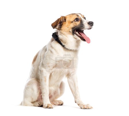 Téléchargez les photos : Happy Mongrel portant un collier pour chien, isolé sur blanc - en image libre de droit