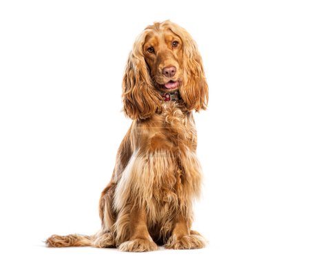 Photo for Cocker Spaniel wearing a dog collar and a medal, Isolated on wite - Royalty Free Image