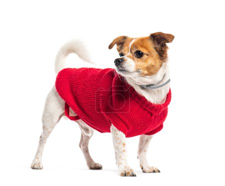 Photo for Mongrel Mix chihuahua and jack russell terrier wearing a red wollen dog jumper and looking away, Isolated on white - Royalty Free Image