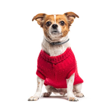 Foto de Mongrel Mix chihuahua and jack russell terrier wearing a red wollen dog jumper, Isolated on white - Imagen libre de derechos