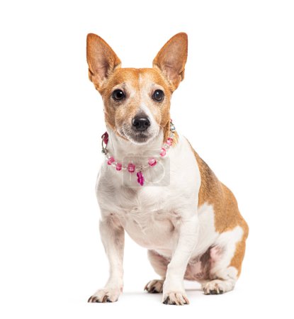 Téléchargez les photos : Jack Russell Terrier portant un collier de perles roses, isolé sur blanc - en image libre de droit