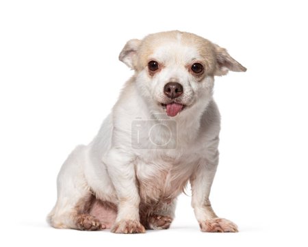 Photo for Old Chihuahua sticking the tongue out, Isolated on white - Royalty Free Image