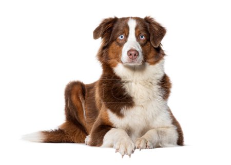 Foto de Australian Shepherd blue eyed lying down and looking at the camera, Isolated on white - Imagen libre de derechos