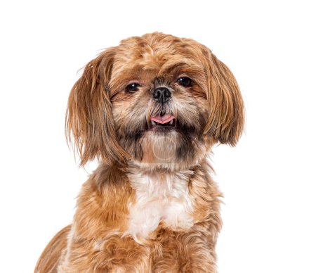 Photo for Closeup portrait of Shih Tsu, Isolated on wite - Royalty Free Image