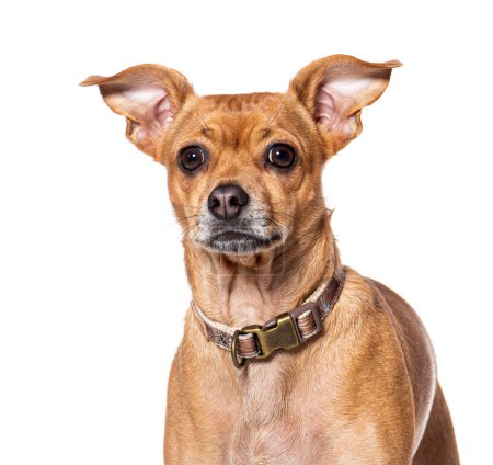 Foto de Closeup portrait of Mongrel wearing a dog collar, Isolated on wite - Imagen libre de derechos