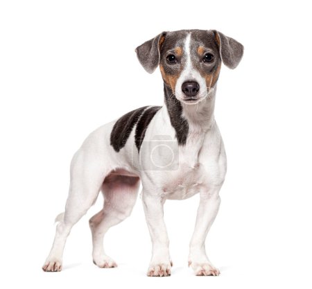 Photo for Tricolor portrait of a cute Jack Russell Terrier puppy, Isolated on white - Royalty Free Image