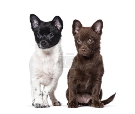 Foto de Puppies Pomshi, mixedbreed Pomeranian with Shiba inu, Isolated on wite - Imagen libre de derechos