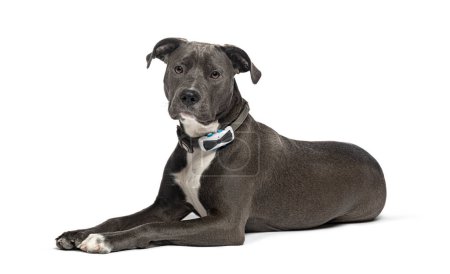 Foto de Mestizo acostado con un perro collar, aislado en blanco - Imagen libre de derechos