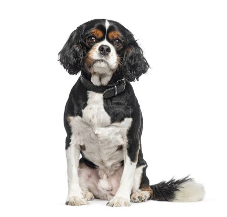 Photo for Sitting Cavalier King Charles wearing a dog collar, isolated on white - Royalty Free Image