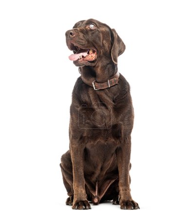 Blind Chocolate Labrador sitting, wearing a dog collar, isolated on white