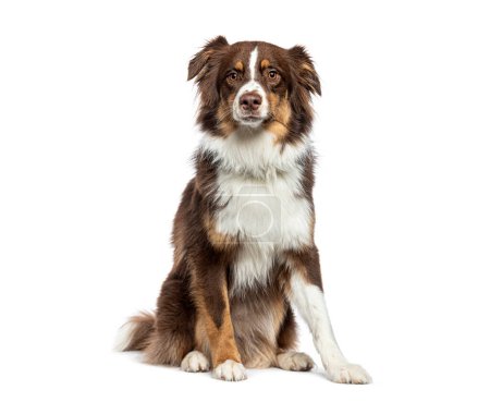 Photo for Sitting Red tricolor Australian Shepherd, isolated on white - Royalty Free Image