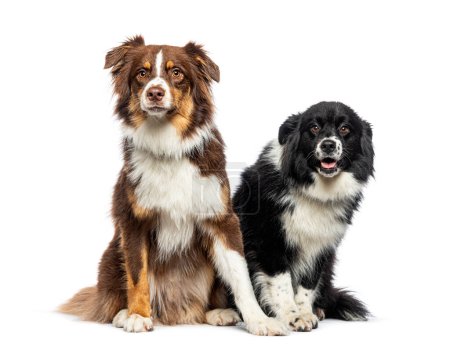 Photo for Two Australian Shepherds sitting together, isolated on white - Royalty Free Image