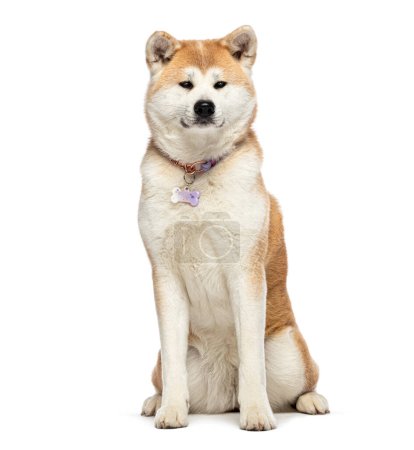 Téléchargez les photos : Akita inu portant un collier de chien avec une médaille, isolé sur blanc - en image libre de droit