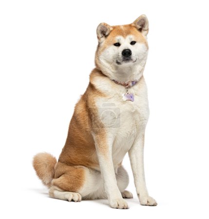 Photo for Akita inu wearing a dog collar with a medal, isolated on white - Royalty Free Image