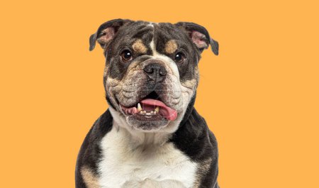 Foto de Retrato de cerca de Bulldog inglés jadeando con su lengua colgando de su boca fondo naranja agaisnt - Imagen libre de derechos