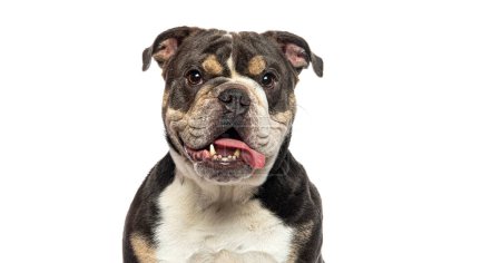 Foto de Retrato de cerca del Bulldog inglés jadeando con la lengua colgando de su boca, aislado en blanco - Imagen libre de derechos