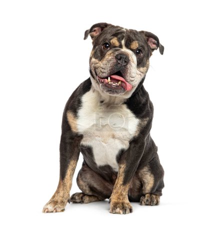 Foto de Sentado Inglés Bulldog jadeando con su lengua colgando de su boca, mirando a la cámara - Imagen libre de derechos