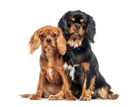 Photo for Two Cavalier King Charles sitting together and looking at the camera - Royalty Free Image