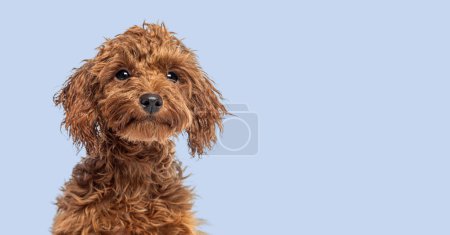 Foto de Foto de cabeza de un lindo cachorro alegre del perrito del juguete de Brown mirando hacia otro lado, fondo azul - Imagen libre de derechos