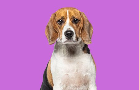 Téléchargez les photos : Portrait de tête d'un Beagle adulte regardant la caméra sur fond rose - en image libre de droit