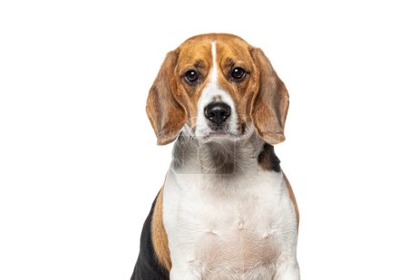 Photo for Head shot portrait of a adult Beagle looking at the camera, isolated on white - Royalty Free Image