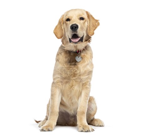 Téléchargez les photos : Golden Retriever portant un collier de chien avec une médaille, isolé sur blanc - en image libre de droit
